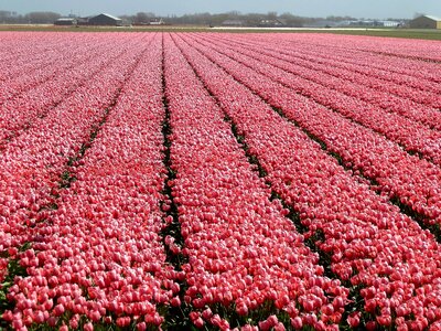 Holland bulbs color
