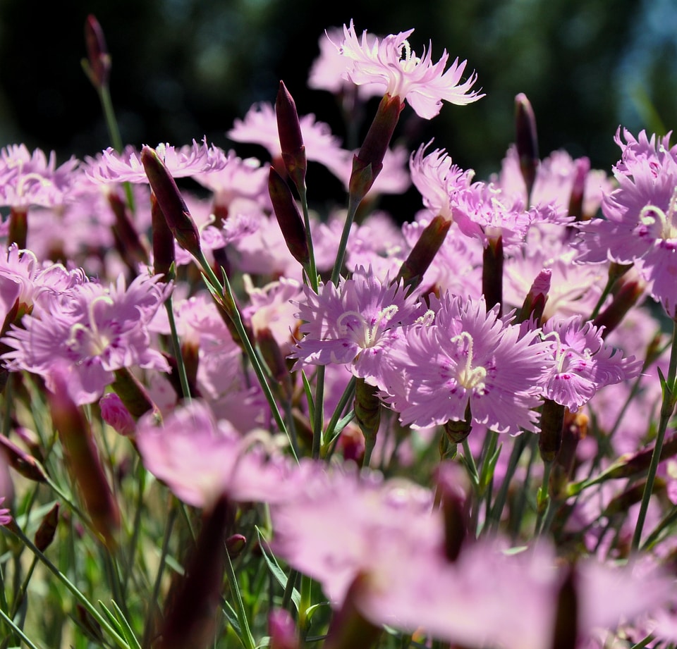 Spring garden floral