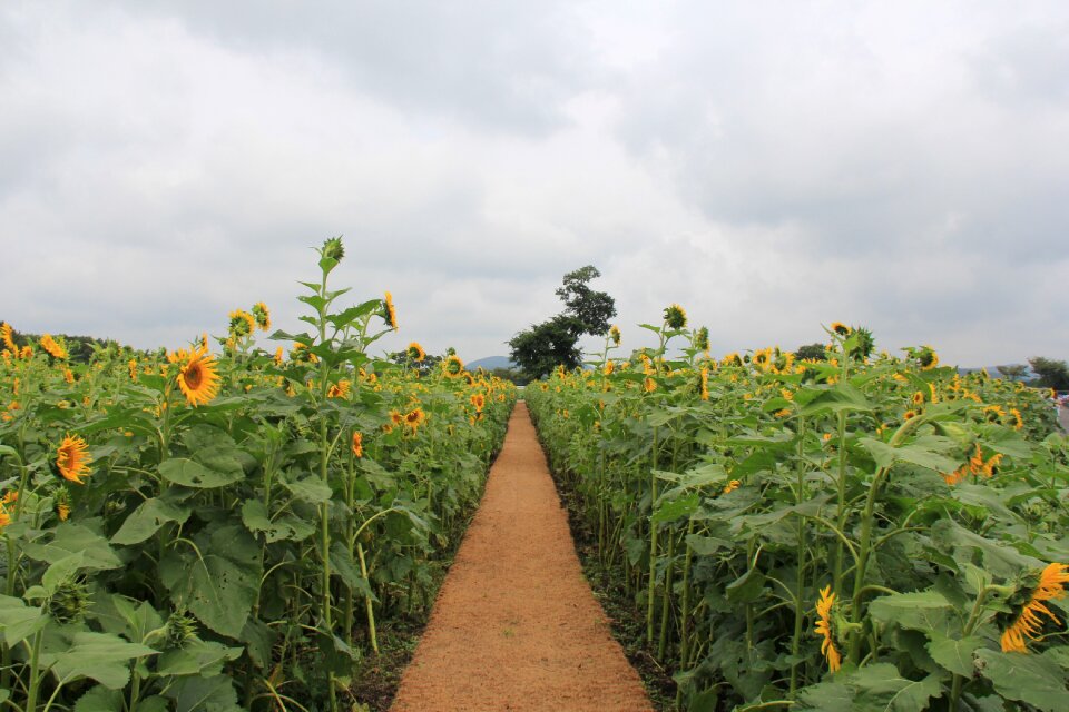 Sunflower let reonpam outing