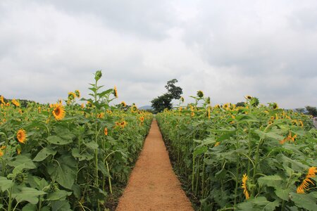 Sunflower let reonpam outing photo