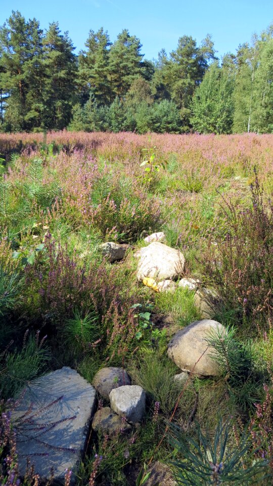 Plant landscape nature