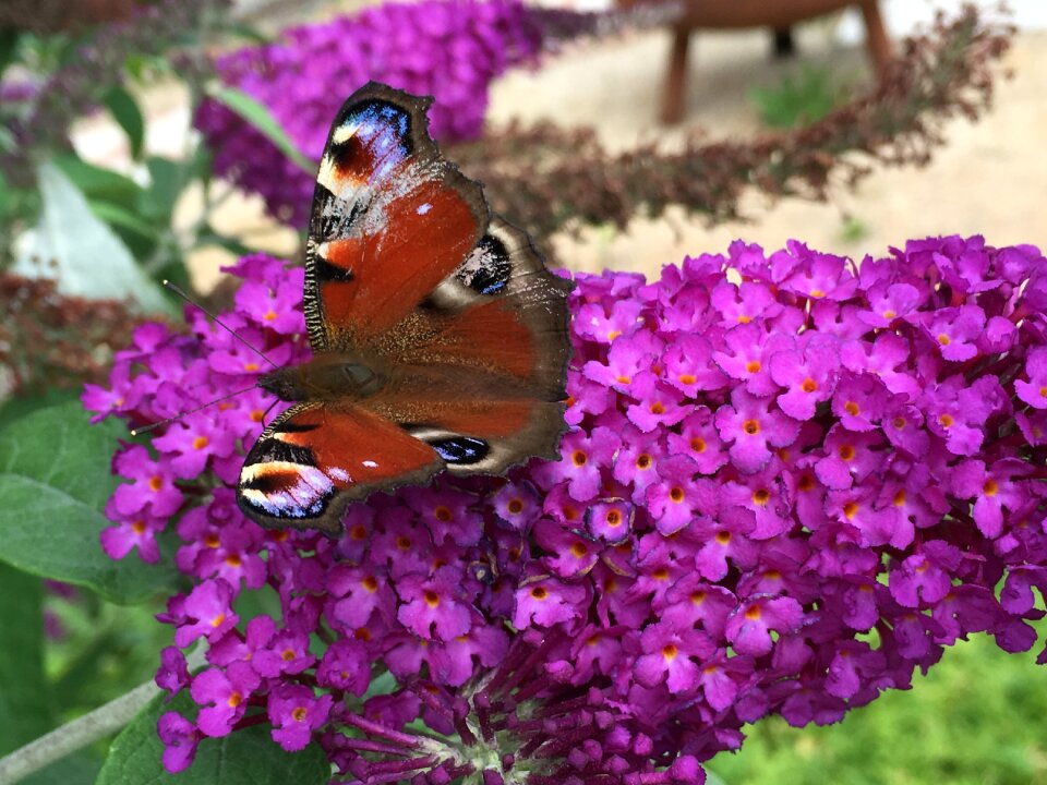 Close up flower and butterfly summer