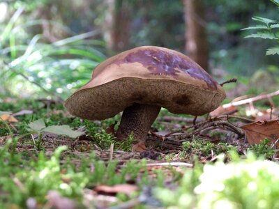 Autumn forest mushrooms