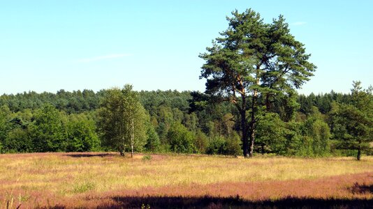 Plant landscape nature photo