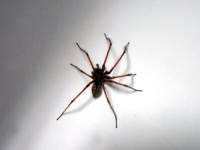 Arachnida arthropod phobia photo