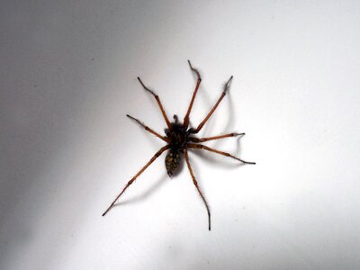 Arachnida arthropod phobia
