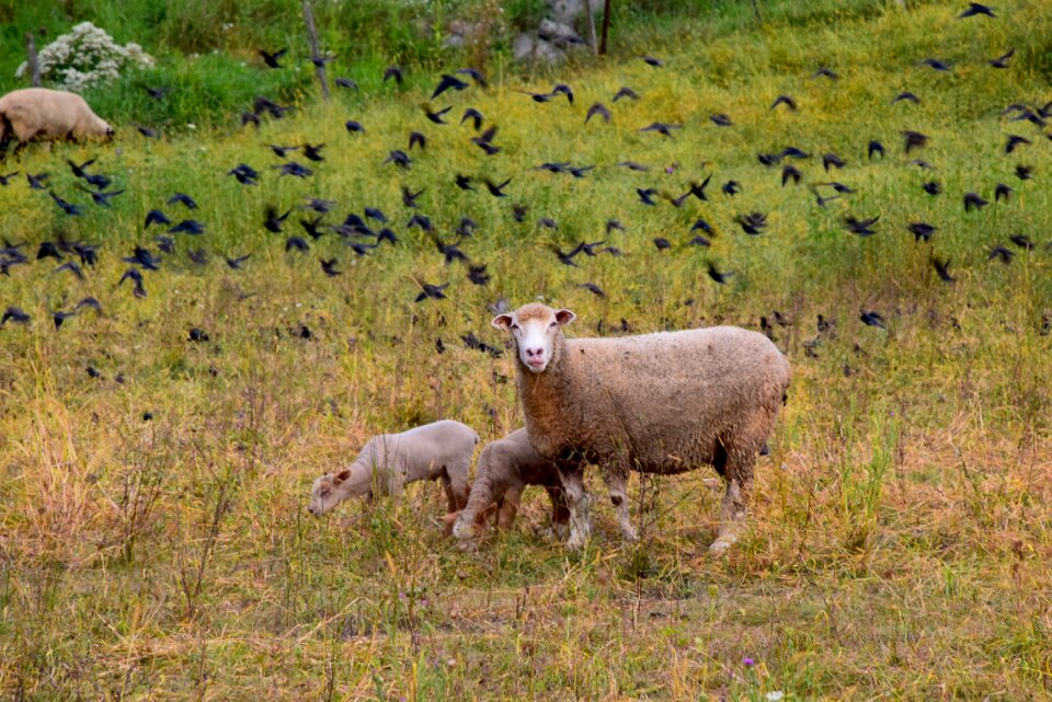 Farm agriculture wool photo