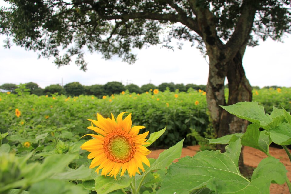 Sunflower farm outing