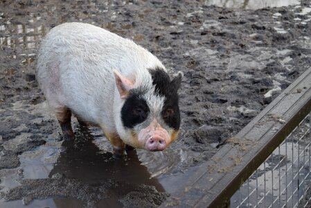 Pig hogpen jipdwaeji