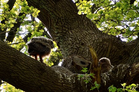 Eagle owl young bird duvenstedter brook