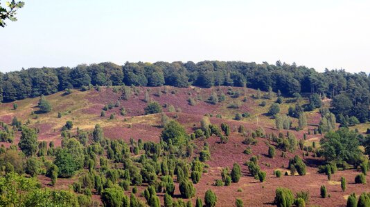 Plant landscape nature