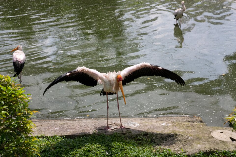 Kuala lumpur bird park malaysia animal photo