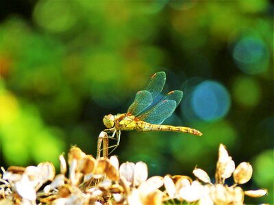 Entomology insect fauna
