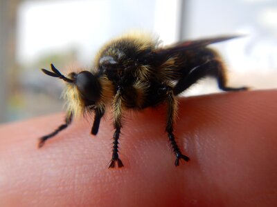 Bug finger nature