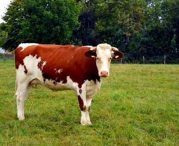 Cattle ruminant livestock