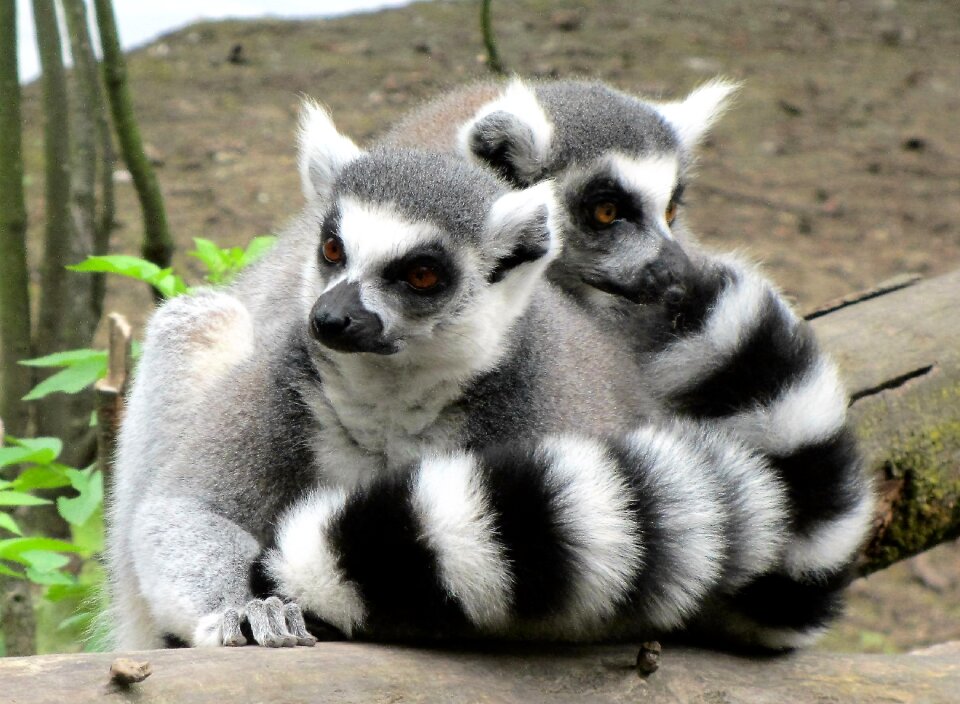 Black white long tail tail
