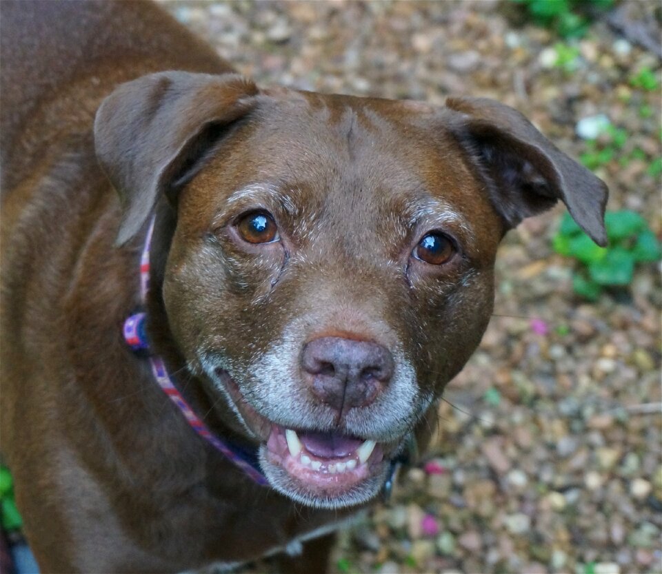 Animal pitbull pet