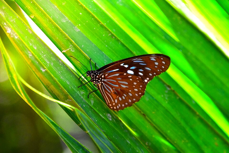 Butterfly insects animals