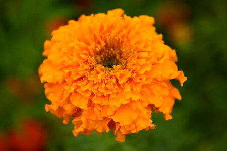 Bloom flower orange photo