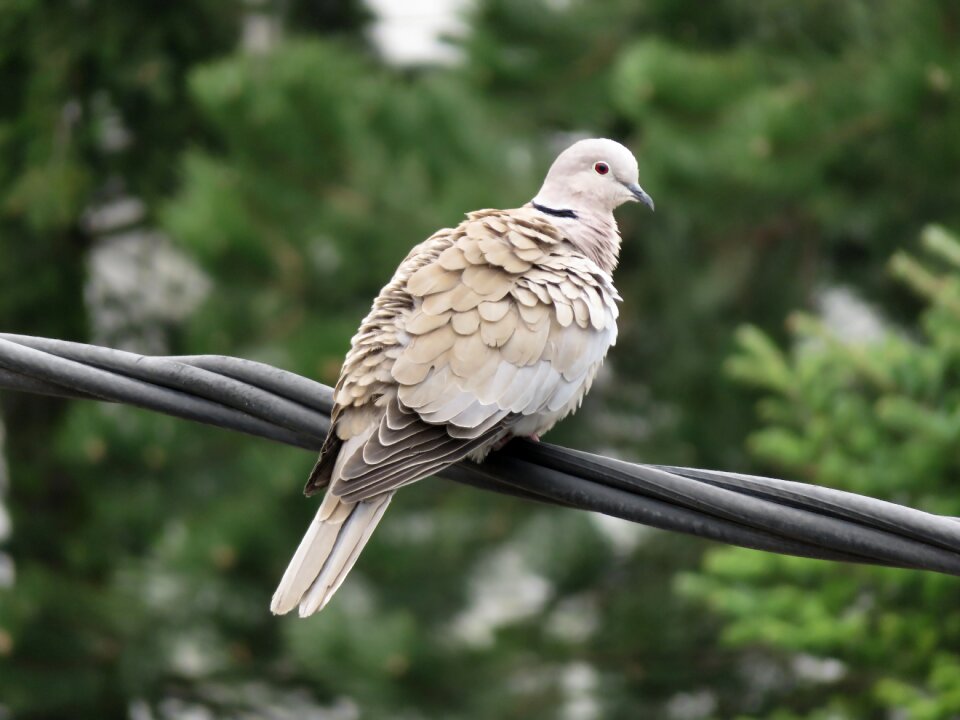 Nature bird