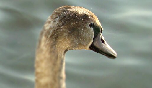 Closeup animal swan photo