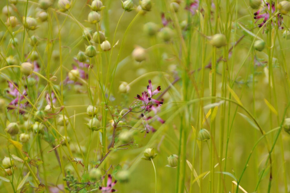 Flower meadow summer blossom
