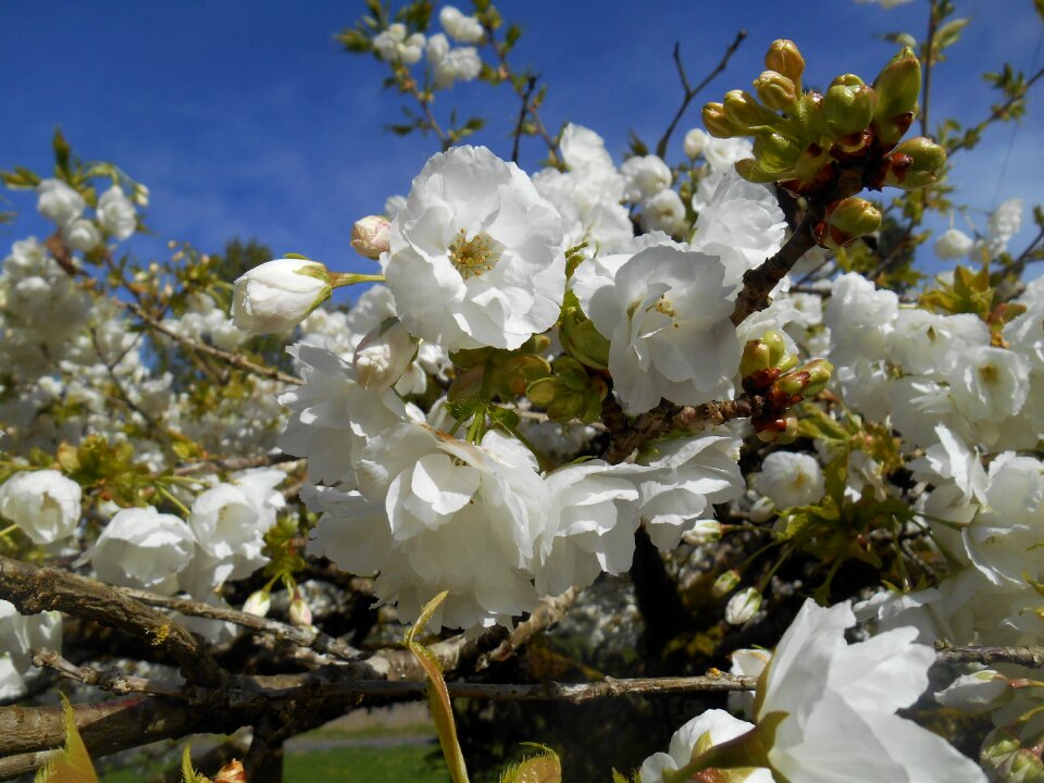 White flowers spring