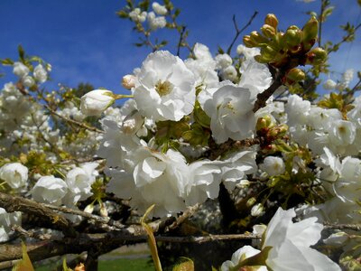 White flowers spring photo