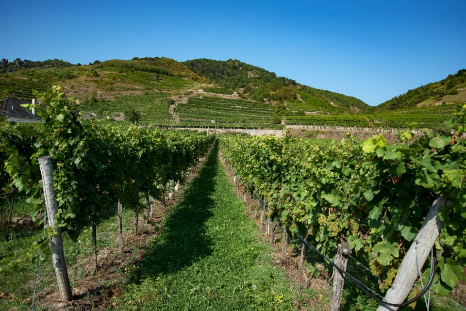 Wine growing area vine vines
