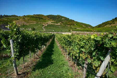 Wine growing area vine vines