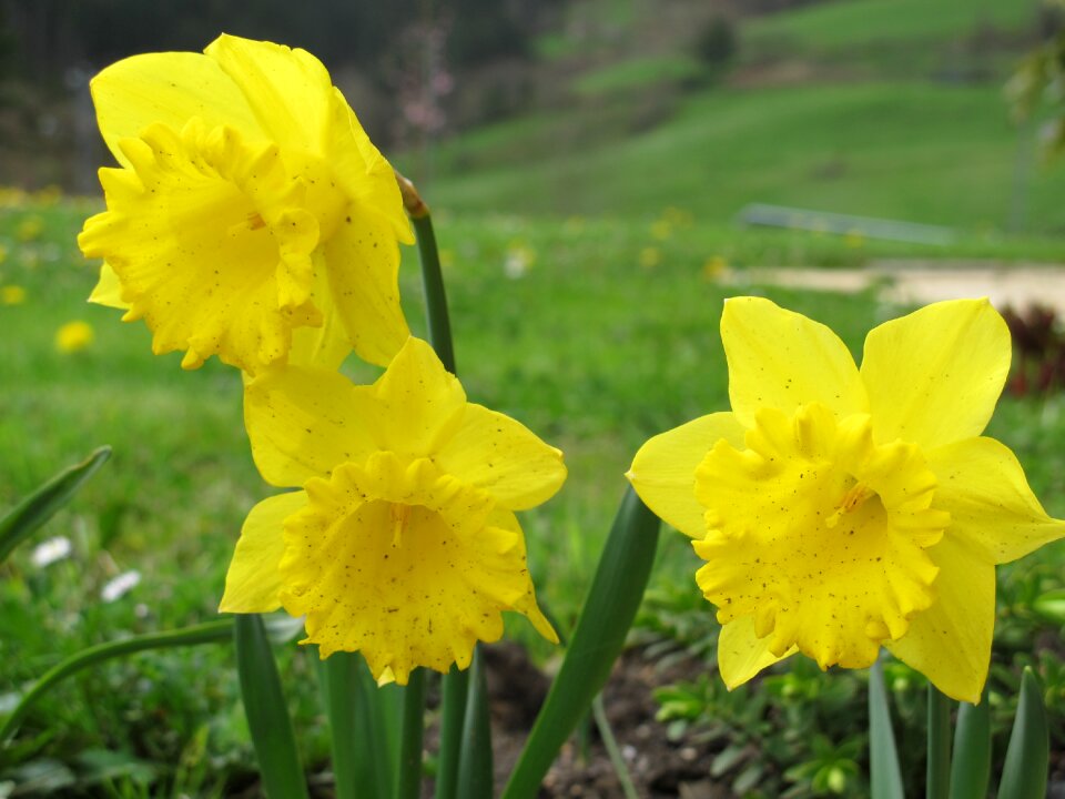 Flowers flower nature