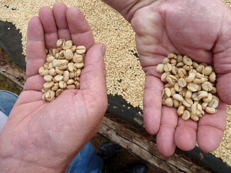 Agriculture coffee beans