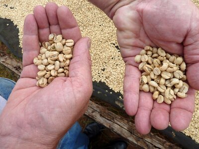 Agriculture coffee beans
