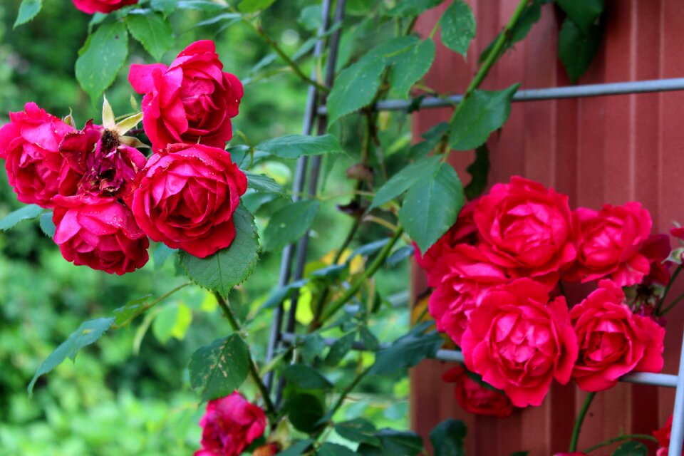 Bloom flowers rose bloom