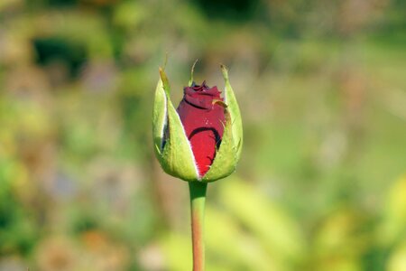 Bloom nature red