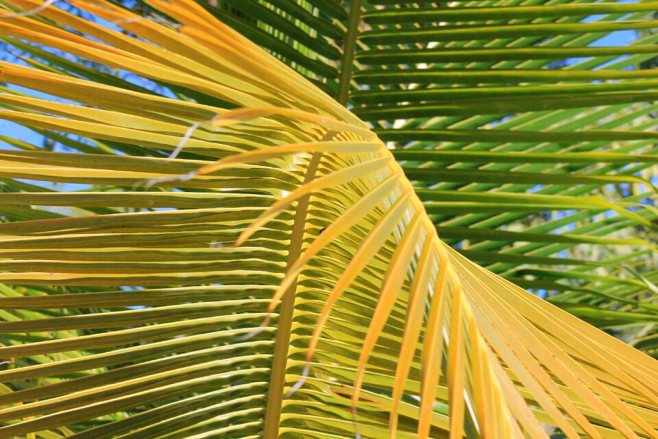 Vacancy tropics green