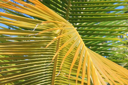 Vacancy tropics green