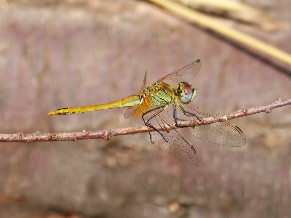 Branch winged insect annulata trithemis