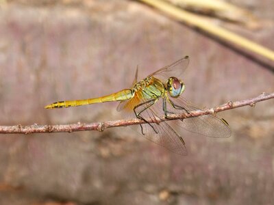 Branch winged insect annulata trithemis photo