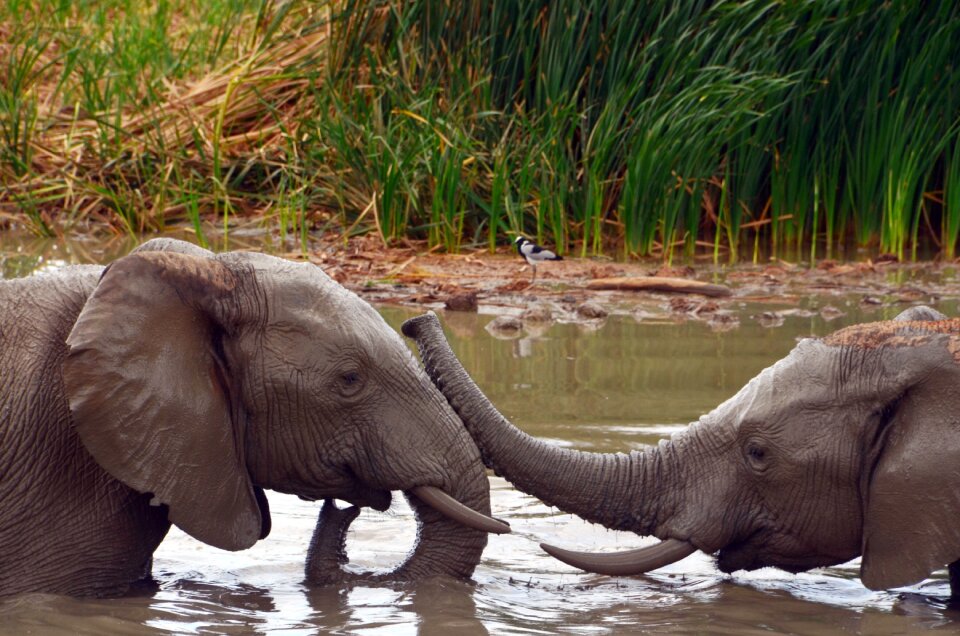 Water pachyderm safari