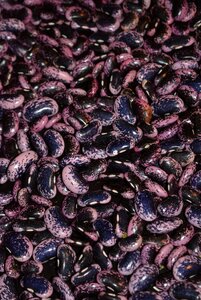 Beans vegetables legumes