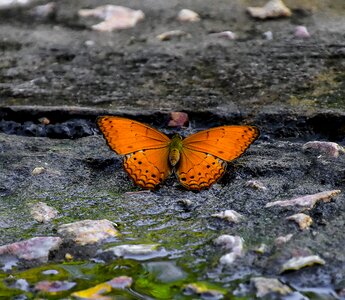 Butterfly insects animals