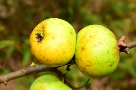 Apple tree garden autumn