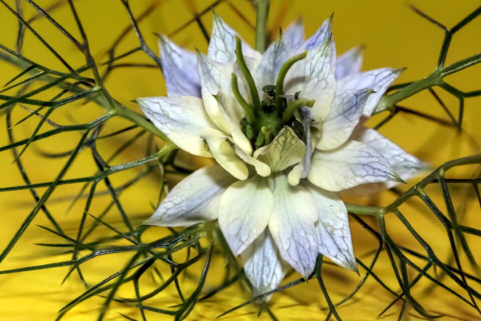 Nigella damascena in the stauden gretl gretchen in the bush