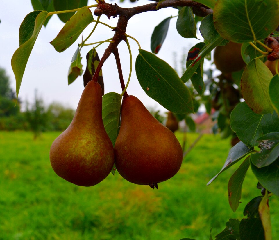 Ripe sweet compote