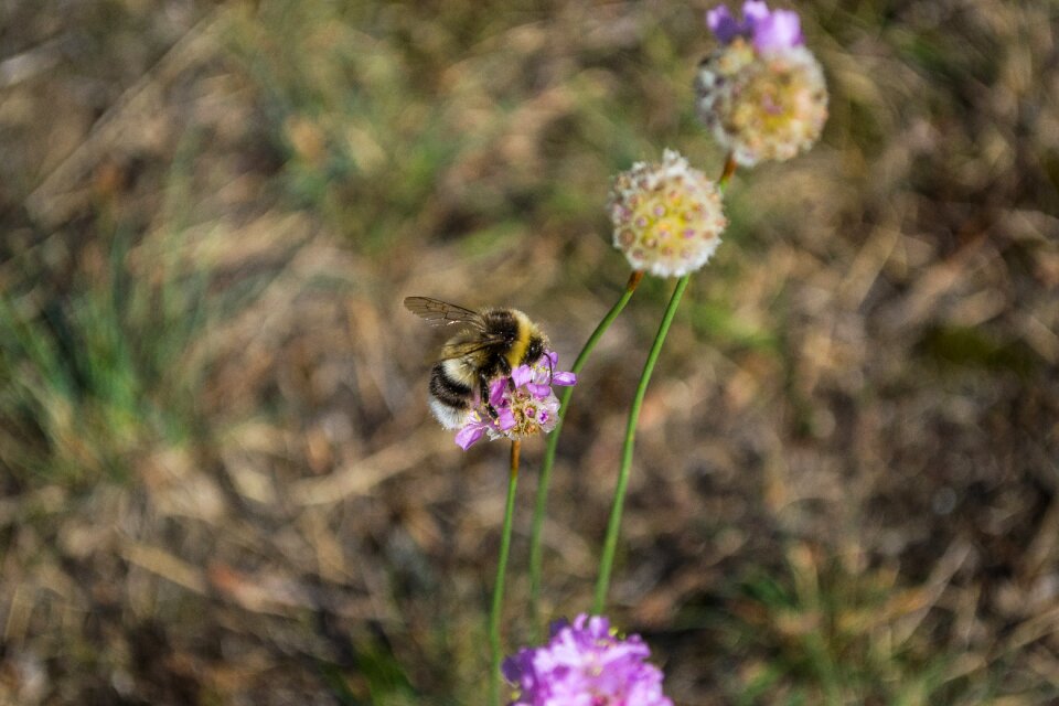 Hummel flower food