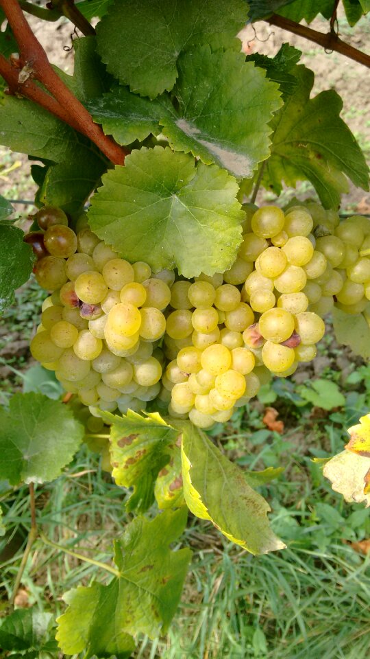 Vintage grapes harvest