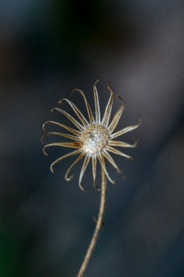 Autumn dead nature