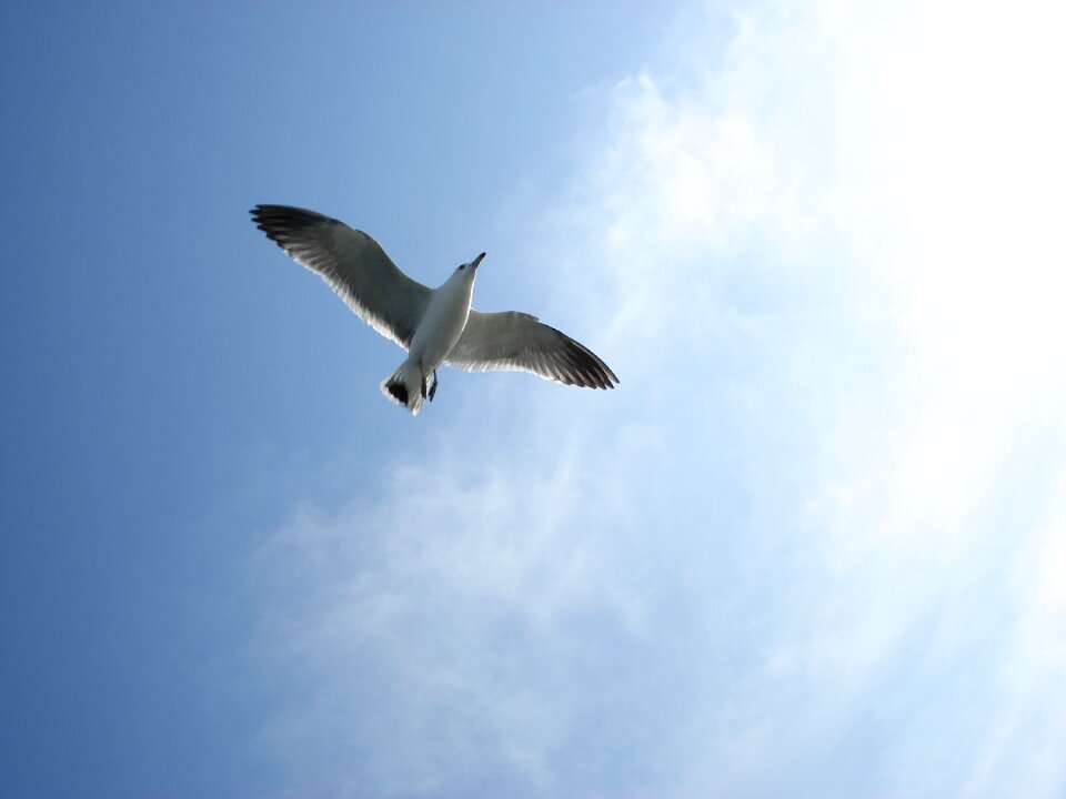 Wing flight sky