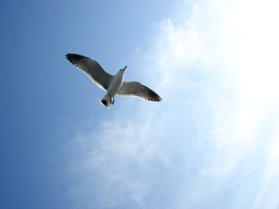 Wing flight sky